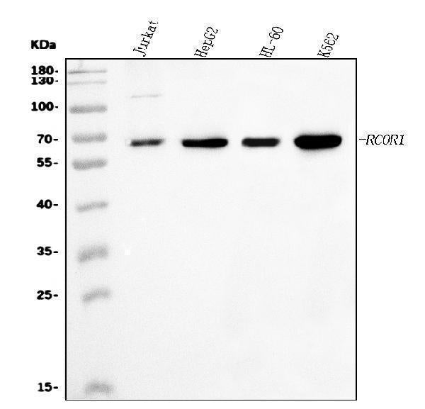 Anti-CoREST/RCOR1 Antibody Picoband®