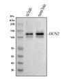 Anti-Hcn2 Antibody Picoband®