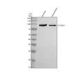 Anti-SLC20A2 Antibody Picoband®