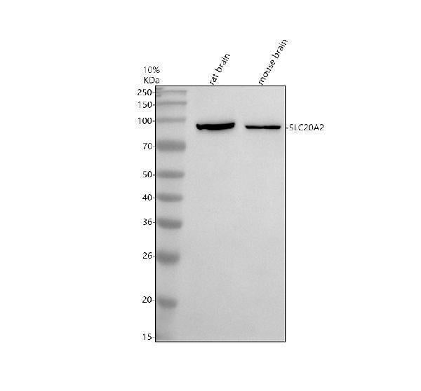 Anti-SLC20A2 Antibody Picoband®