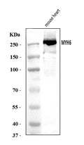 Anti-MYH6 Antibody Picoband®