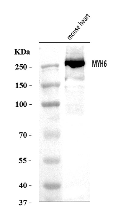 Anti-MYH6 Antibody Picoband®