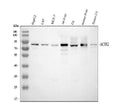 Anti-ACSS2 Antibody Picoband®