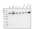 Anti-ERK5/MAPK7 Antibody Picoband®
