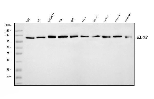 Anti-ERK5/MAPK7 Antibody Picoband®