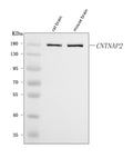 Anti-Caspr2/CNTNAP2 Antibody Picoband®