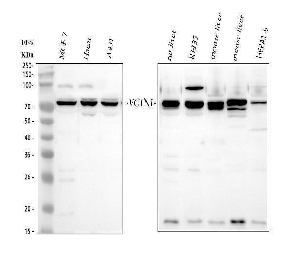 Anti-B7H4/VTCN1 Antibody Picoband®