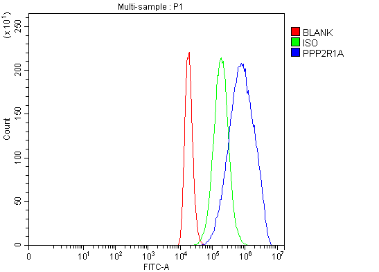 Anti-PPP2R1A Antibody Picoband®