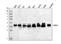 Anti-CBR1 Picoband® Antibody