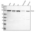 Anti-PIK3R5 Antibody Picoband®