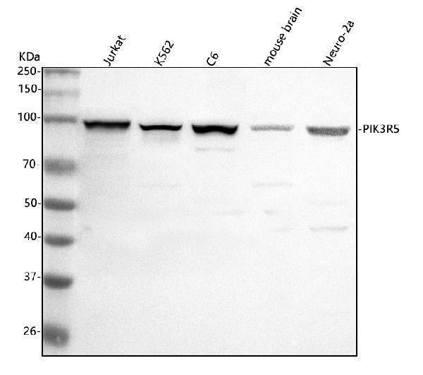 Anti-PIK3R5 Antibody Picoband®
