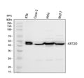 Anti-Cytokeratin 20/Krt20 Antibody Picoband®