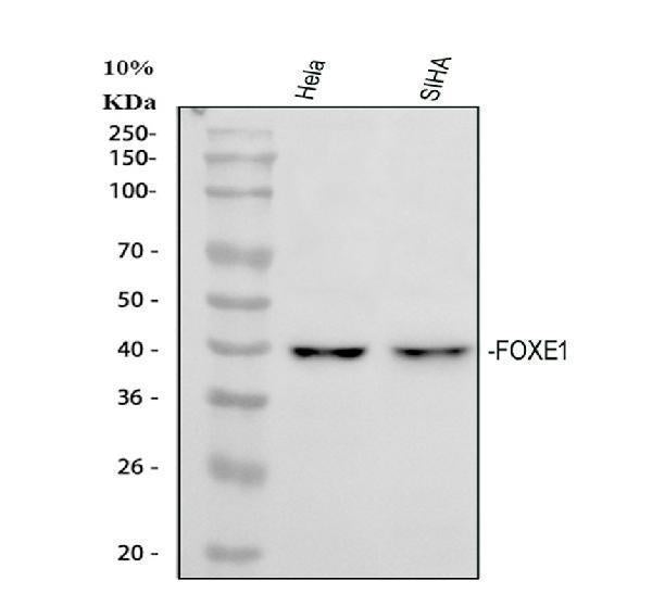 Anti-FOXE1 Picoband® Antibody