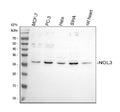 Anti-Apoptosis repressor with CARD/NOL3 Antibody Picoband®