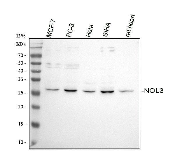 Anti-Apoptosis repressor with CARD/NOL3 Antibody Picoband®