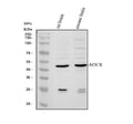 Anti-MC3 Receptor/MC3R Antibody Picoband®