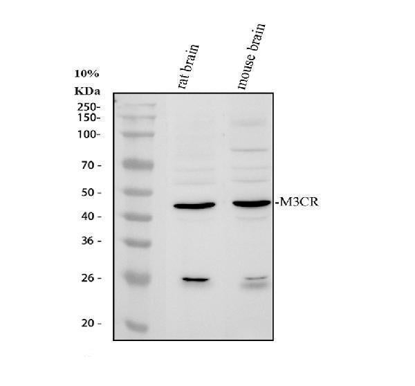 Anti-MC3 Receptor/MC3R Antibody Picoband®