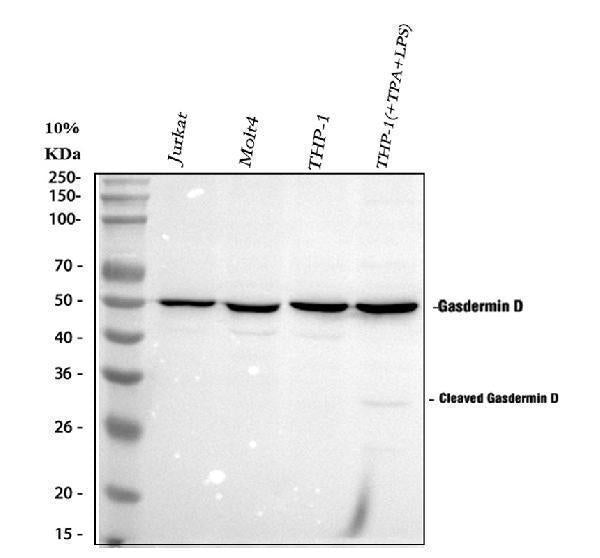 Anti-GSDMD Antibody Picoband®