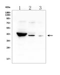 Anti-HSD3B1 Antibody Picoband®
