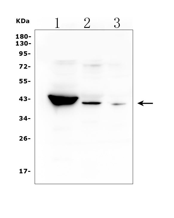 Anti-HSD3B1 Antibody Picoband®