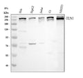 Anti-Talin 1/TLN1 Antibody Picoband®