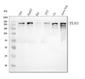 Anti-Talin 1/TLN1 Antibody Picoband®