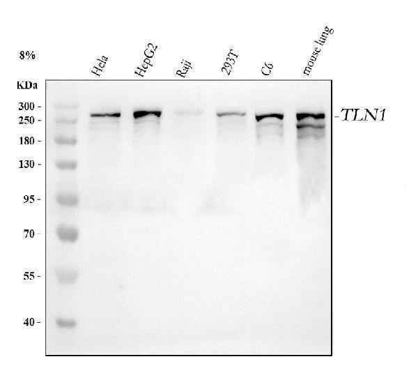 Anti-Talin 1/TLN1 Antibody Picoband®