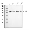 Anti-CRMP2/DPYSL2 Antibody Picoband®