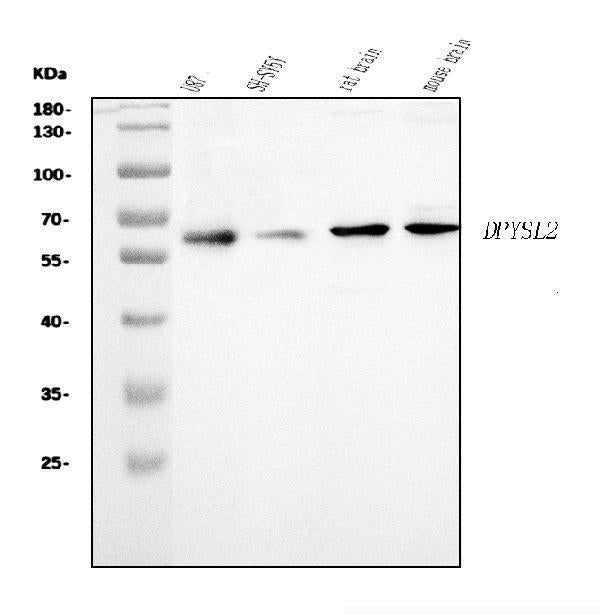 Anti-CRMP2/DPYSL2 Antibody Picoband®
