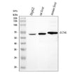 Anti-ECM1 Antibody Picoband®