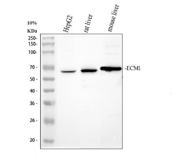 Anti-ECM1 Antibody Picoband®