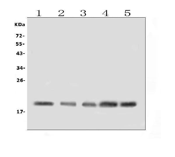 Anti-BAFF Receptor/TNFRSF13C Antibody Picoband®