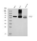 Anti-CES2 Antibody Picoband®