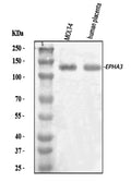Anti-Eph receptor A3/EPHA3 Antibody Picoband®