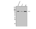 Anti-SOX6 Antibody Picoband®