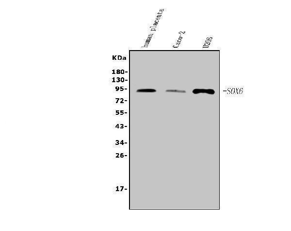 Anti-SOX6 Antibody Picoband®