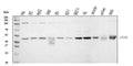 Anti-ATG4B Antibody Picoband®