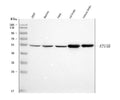 Anti-ATG4B Antibody Picoband®