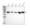 Anti-GAMT Antibody Picoband®