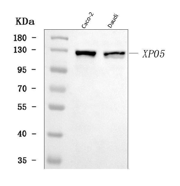 Anti-Exportin-5/XPO5 Antibody Picoband®