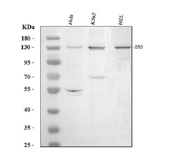 Anti-Exportin-5/XPO5 Antibody Picoband®