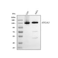 Anti-Integrin alpha 3/ITGA3 Antibody Picoband®