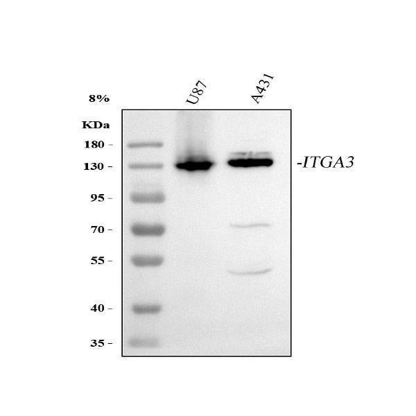 Anti-Integrin alpha 3/ITGA3 Antibody Picoband®