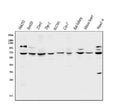 Anti-CLPB Antibody Picoband®