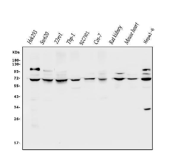 Anti-CLPB Antibody Picoband®