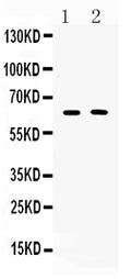Anti-TUB 1 Antibody Picoband®