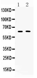 Anti-TUB 1 Antibody Picoband®