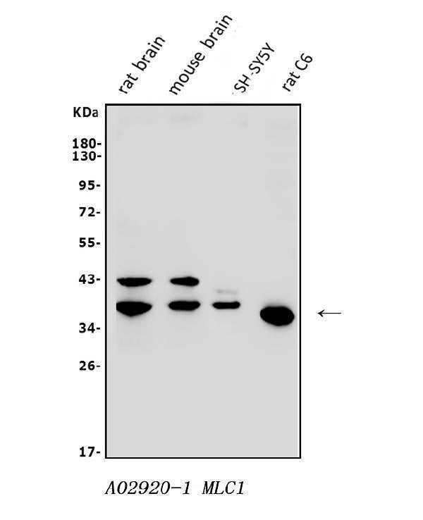Anti-MLC1 Antibody Picoband®