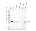 Anti-Anterior Gradient 2/AGR2 Antibody Picoband®