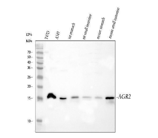 Anti-Anterior Gradient 2/AGR2 Antibody Picoband®